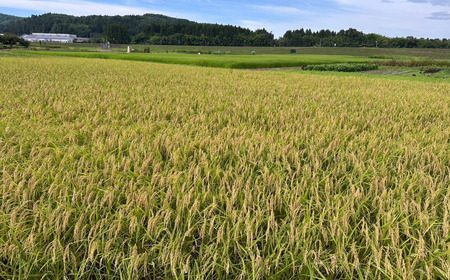 新米 五百川 5kg 新米 新潟県産 新米 [極早生] 新米 令和7年産 新米 三条市  [外山敏雄商店]