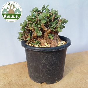 ケラリア・ピグマエア (発根管理済) A013｜観葉植物 コーデックス 盆栽 鉢植え インテリア ハコネコ [0666]