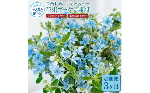 《3ヵ月定期便》 ブルースター 花束 初回花瓶付 定期便 定期コース 全3回 延命剤付き ラッピング 花びん 生花 花束 ブーケ 花 お花 おすすめ 可愛い キレイ おしゃれ 自宅 職場 ギフト_イメ