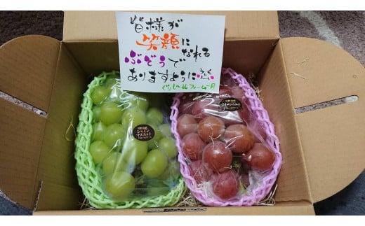 朝採り 旬のぶどう 2色セット 1.0kg～1.2kg（シャインマスカット入り)【2026年発送】