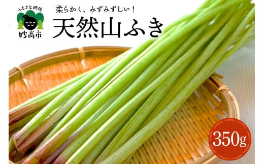【5月上旬より発送】天然山ふき