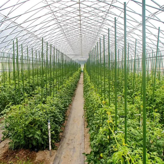 【期間限定】高原の町「飯南町」旬のお野菜セット～いっぺんたべてみんさい♪【 新鮮野菜 高原野菜 旬 特産品 お取り寄せ 少量多品種 少量多品目 おまかせ】