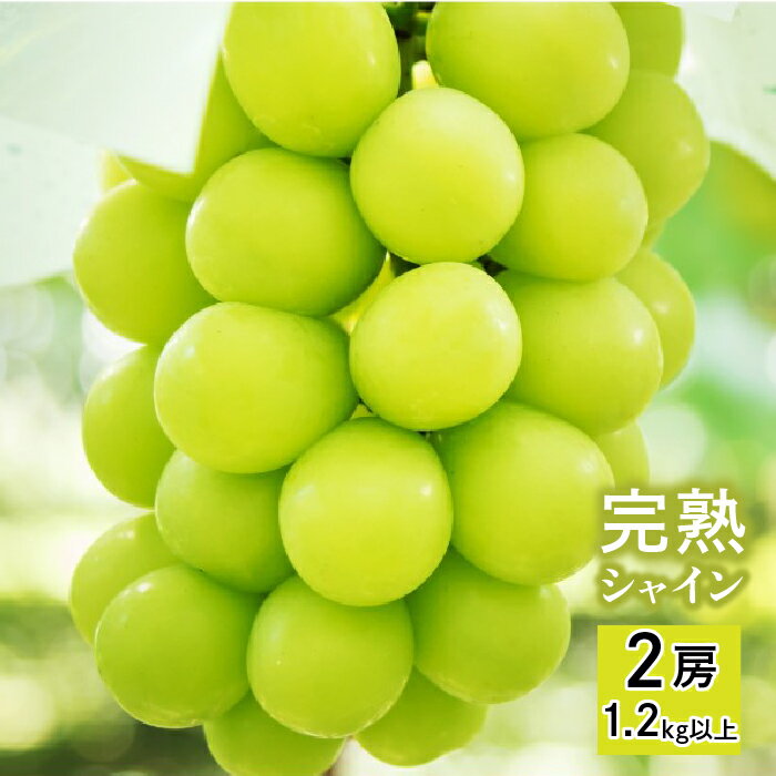 【ふるさと納税】【2026年発送★先行予約】【完熟】 シャインマスカット 2房 1.2kg以上 ふるさと納税 シャインマスカット 笛吹市 国産 人気 期間限定 ぶどう 葡萄 果物 山梨県 笛吹市 送料無料 098-005