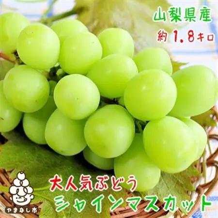 【2026年 先行予約】朝採り シャインマスカット 約1.8kg(2～5房入り) ふるさと納税【配送不可地域：離島・沖縄県】【1281141】