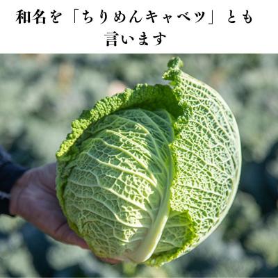 ふるさと納税 瀬戸内市 瀬戸内牛窓産 サボイキャベツ 約1.8kg(2〜3玉)[No.5735-1022] |  | 01