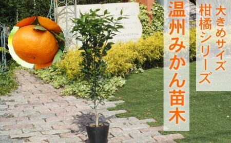 苗木 柑橘苗 大きめサイズ 温州みかん 1本 苗木