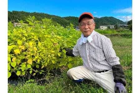 郡上産 生えごま油【A-221】