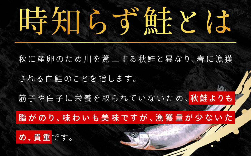 『希少・天然』時知らず鮭3kg前後_ 時知らず 鮭 3kg