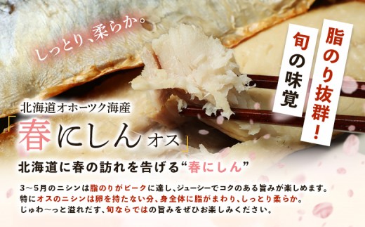 【ワケあり】 ”生冷” 春にしんフィレ1.2kg（オホーツク産・オス無塩）