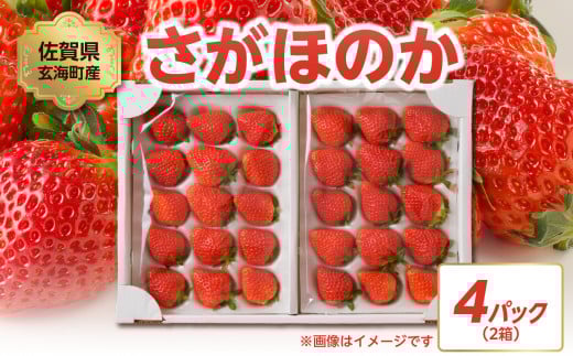 ★予約受付★【内容量が選べる】渡邉農園 佐賀県玄海町産「さがほのかDX」2026年1月～4月までに順次配送 ／ 送料無料 さがほのか 苺 いちご イチゴ 希少 果物 くだもの フルーツ デザート 旬 1月配送 順次配送 予約受付