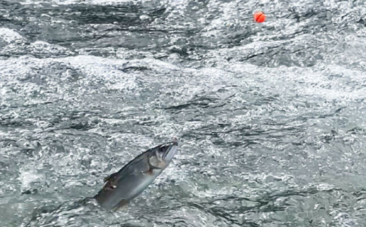 カラーシンカー ラウンドタイプ オレンジ 選べる号数 7点セット 釣り具 釣具 釣り 磯釣り 釣り用品 魚釣り フィッシング アウトドア オモリ おもり カラーシンカー シンカー 多治見市 / ヤマワ産業 YAMAWA [TFX015]
