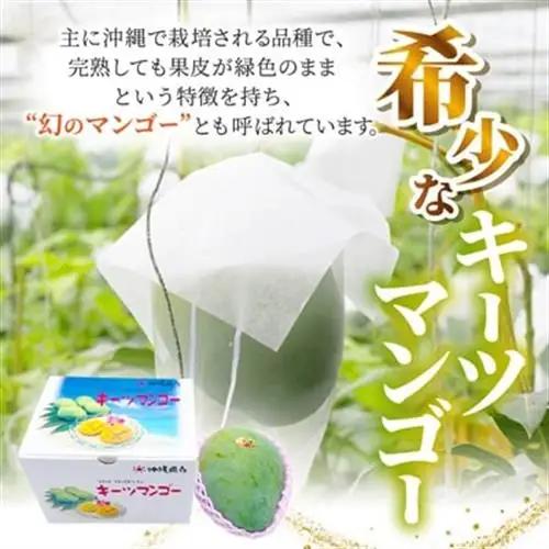 【2026年8月中旬から順次発送】今帰仁産の幻のキーツマンゴー800g(1～2玉)【配送不可地域：離島】【4014738】