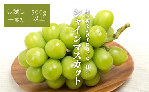 【2026年先行予約】シャインマスカット 1房入 /500g以上 (岡山県産) 【KF-B008-02】