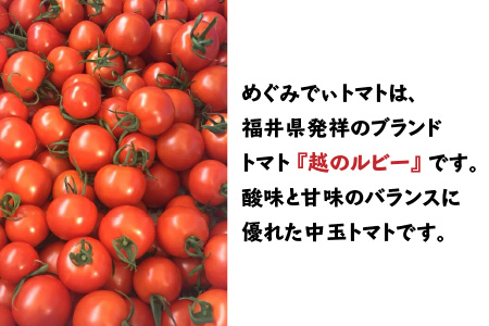 【訳あり】めぐみでぃトマト 3kg 若狭の恵 越のルビー【12/17までのご寄付で年内配送】 不揃い 産地直送[A-002029]