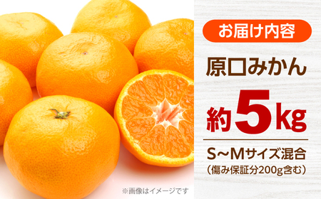 みかん 約5kg [CGR001] みかん