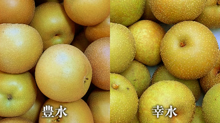 【 先行予約 】 梨 3kg 令和5年8月 上旬 より 発送開始 ナシ なし 果物 フルーツ デザート 秋  茨城県 はつまる 夏しずく 幸水 豊水 あきづき 恵水 甘太 にっこり