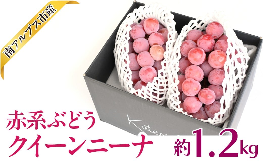 
                  ＜2026年発送先行予約＞赤系ぶどう　クイーンニーナ　1.2kg相当　ALPAJ064　くだもの　果物　新鮮　希少種　葡萄　ぶどう　 赤系　美味しい　農家直送　産地直送　ギフト　山梨　南アルプス市
                
