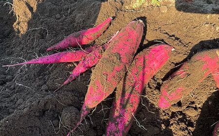 【期間限定発送】土付き　農家直送　さつまいも3種詰合せ　3kg　農家おまかせ