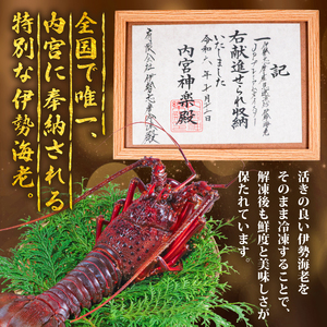 【年内配送・化粧箱入】 伊勢海老 250g ～ 300g × 1尾 冷凍 伊勢海老 イセエビ イセ海老