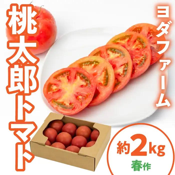 桃太郎トマト 2kg(春作) SWBQ001-a