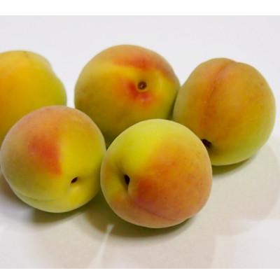 ふるさと納税 紀美野町 【梅干・梅酒用等】紀州和歌山の熟南高梅(4Lまたは3L-2kg) 6月上旬から順次発送