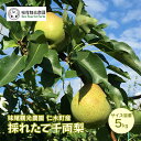 【ふるさと納税】【先行受付/2024年9月出荷開始】仁木町の採れたて「千両梨」5kg［妹尾観光農園］ 北海道 果物 フルーツ なし 梨　 果物類 仁木町 採れたて 千両梨 　お届け：2024年9月下旬～10月上旬