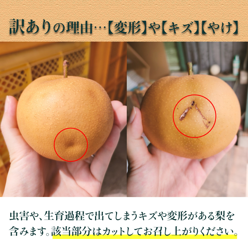 <2026年9月中旬頃より発送予定>　訳あり 規格外 あきづき梨 3kg（4～7玉）