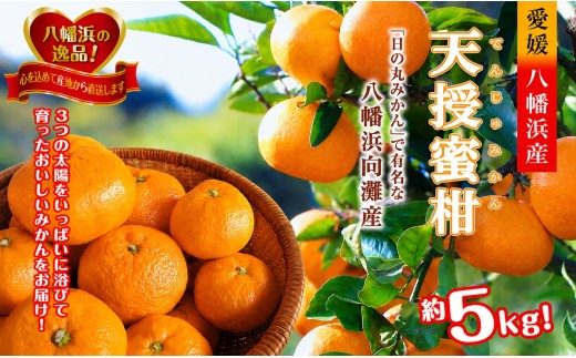 適度な潮風をうけ、太陽光、石垣、海の反射光を浴びて育った「天授蜜柑」約5kg＜C39-45＞【1243340】 YWTF023