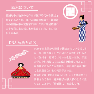 勝浦ひな桜 苗木 1本