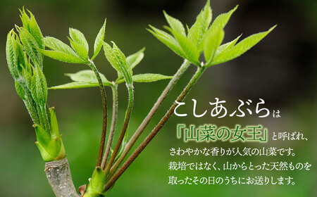 【令和7年発送】山菜　コシアブラ　200g　グレイスファーム