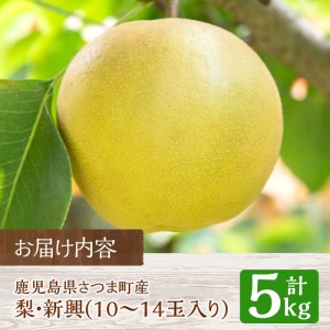 s094 ＜先行予約受付中！2025年9月中旬より順次発送＞鹿児島県さつま町産ナシ・新興(5kg・10～14玉入り)【大蔵果樹園】