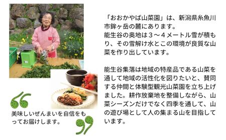 令和8年産 干しぜんまい 乾燥ぜんまい 中100g ぜんまい 山菜の王様「ぜんまい」新潟県 糸魚川市 能生谷産 柔らか美味しい 山菜 凝縮された旨味 おおかやば山菜園 2026年産