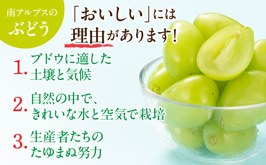 ＜2026年発送先行予約＞★TBSテレビ系列「ひるおび」で取り上げられました！★シャインマスカット 2房 約1kg (1房あたり約450g〜550g×2房） ALPAA055| 山梨 山梨県 ぶどう 
