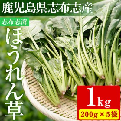 ふるさと納税 志布志市 &lt;先行予約受付中!R7年12月頃配送予定&gt;【数量限定】志布志湾ほうれん草計1kg(200g×5袋)