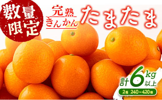  先行予約 数量限定 完熟きんかん たまたま 計6kg以上 (3kg×2箱) フルーツ 果物 くだもの 柑橘 金柑 国産 食品 期間限定 大粒 宮崎ブランド 希少 おすすめ デザート おやつ ギフト 贈り物 贈答 お返し お祝い おすそ分け 産地直送 日南市 送料無料_DC8-23