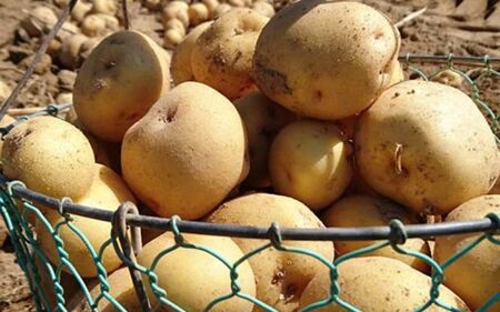 【令和７年産予約受付！】松本農場の北かむい5kg | きたかむい キタカムイ 秋野菜 5kg 人気 おすすめ ランキング いも 芋 イモ じゃがいも ジャガイモ 野菜[007-23]