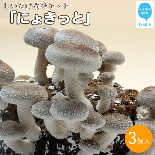 しいたけ栽培キット　にょきっと　3個セット
