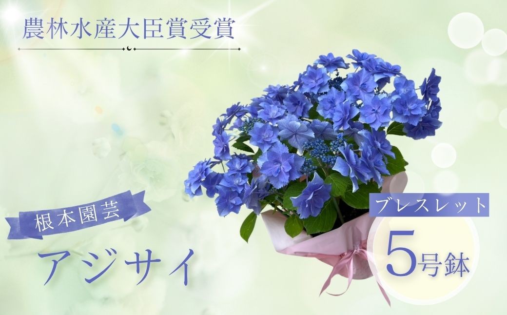 
                  【先行予約】 アジサイ ブレスレット (ブルー系) 5号鉢 | 花 お花 あじさい 紫陽花 ブルー 青 5号 花ギフト フラワーギフト 鉢花 鉢植え ギフト プレゼント 贈答 農林水産大臣賞受賞 根本園芸 あじさい アジサイ 紫陽花 aj001-ab
                