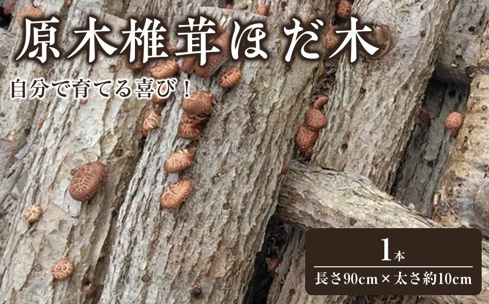 
                  【自宅栽培】自分で育てる喜び！原木椎茸ほだ木　1本
                