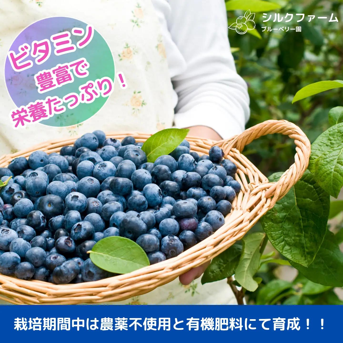 シルクファーム産　冷凍ブルーベリー600g（300g×2パック）