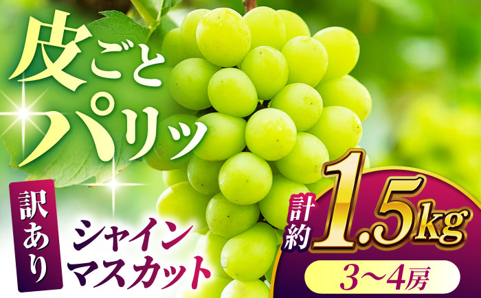 【数量限定】【訳あり】シャインマスカット 約1.5kg(3～4房)【合同会社 社方園】 [ZBZ030]