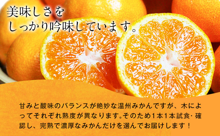＜先行予約＞赤秀品　紀州有田産 濃厚完熟温州みかん 3kg(MサイズまたはSサイズ) 株式会社魚鶴商店《2025年11月下旬-2026年2月上旬頃出荷》和歌山県 日高町 みかん ミカン 蜜柑 フルーツ