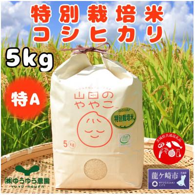 ふるさと納税 龍ケ崎市 令和7年『山田のややこ』特別栽培米コシヒカリ 精米 5kg【茨城県共通返礼品・河内町産】