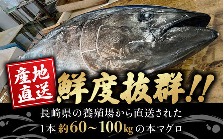 【大好評につき最大3ヶ月待ち】長崎県産 本マグロ「中トロ」(約700g) まぐろ マグロ 中トロ 鮪 まぐろ マグロ 中トロ まぐろ マグロ 中トロ さしみ 刺身 まぐろ マグロ 刺し身 マグロ まぐ