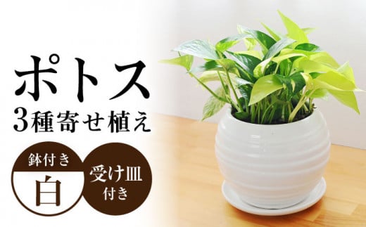 観葉植物 ポトス オウゴンカズラ 3種 寄せ植え ボール形 陶器 鉢植え （白） / 観葉 植物 インテリア おしゃれ プレゼント / 大村市 /琴花園[ACYK007]