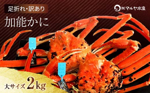 石川県産 加能かに ズワイガニ ( 産地証明タグ付 ) 訳あり 足折れ 大サイズ 2～3匹 合計2.0kg 12月16日～12月26日発送 産地証明 訳あり 家庭用 自宅用 足折れ 先行予約 予約 ブ