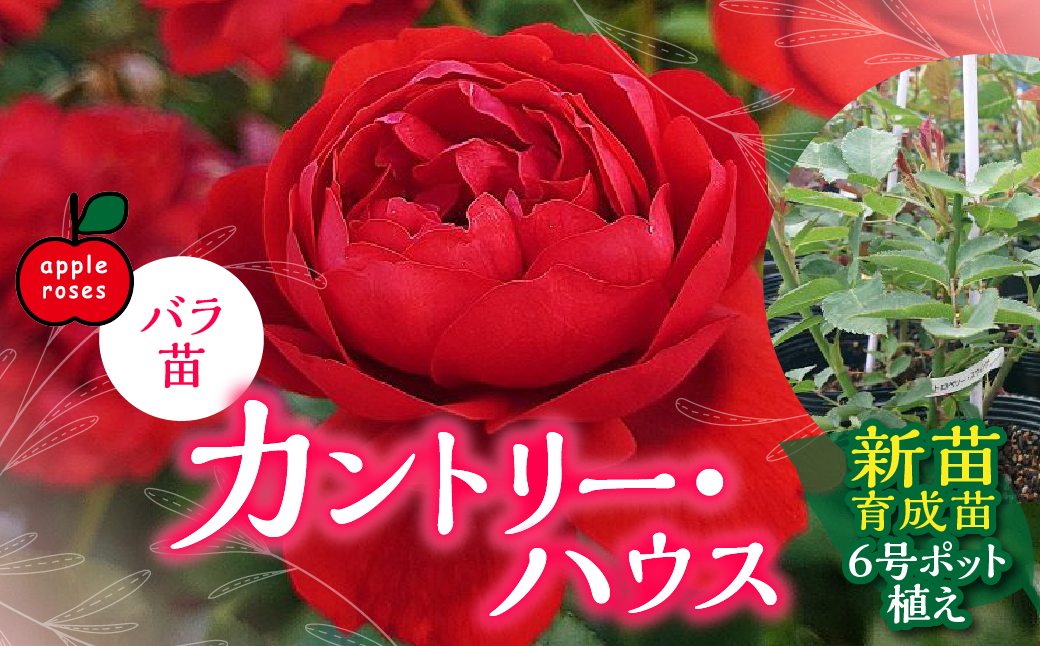 【Apple Roses】バラ苗『カントリー・ハウス』新苗育成苗6号ポット植え HNNH029