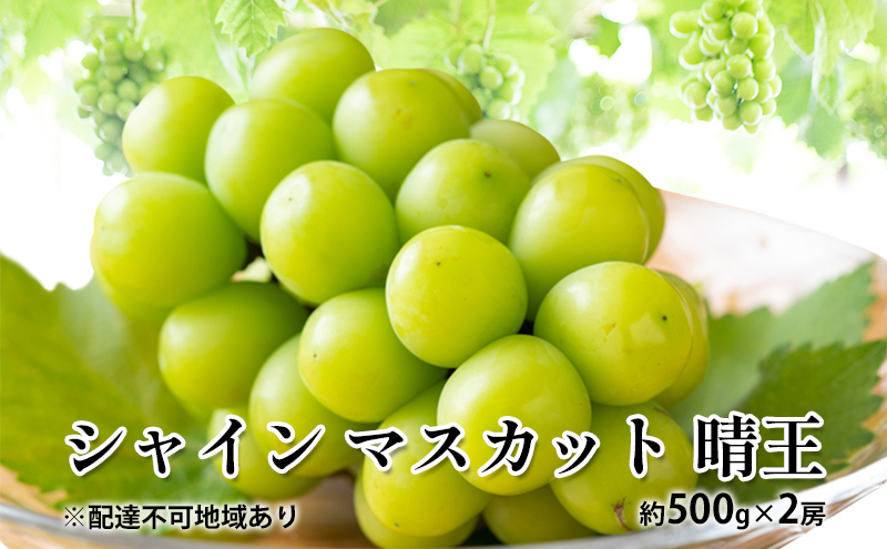 
            ぶどう 2025年 先行予約 シャイン マスカット 晴王 約500g×2房 種無し ブドウ 葡萄  岡山県産 国産 フルーツ 果物 ギフト デザート 果実 美しい 大粒 高糖度 皮ごと パリッ 弾力 食感 食べやすい 人気  [№5735-1881]
          