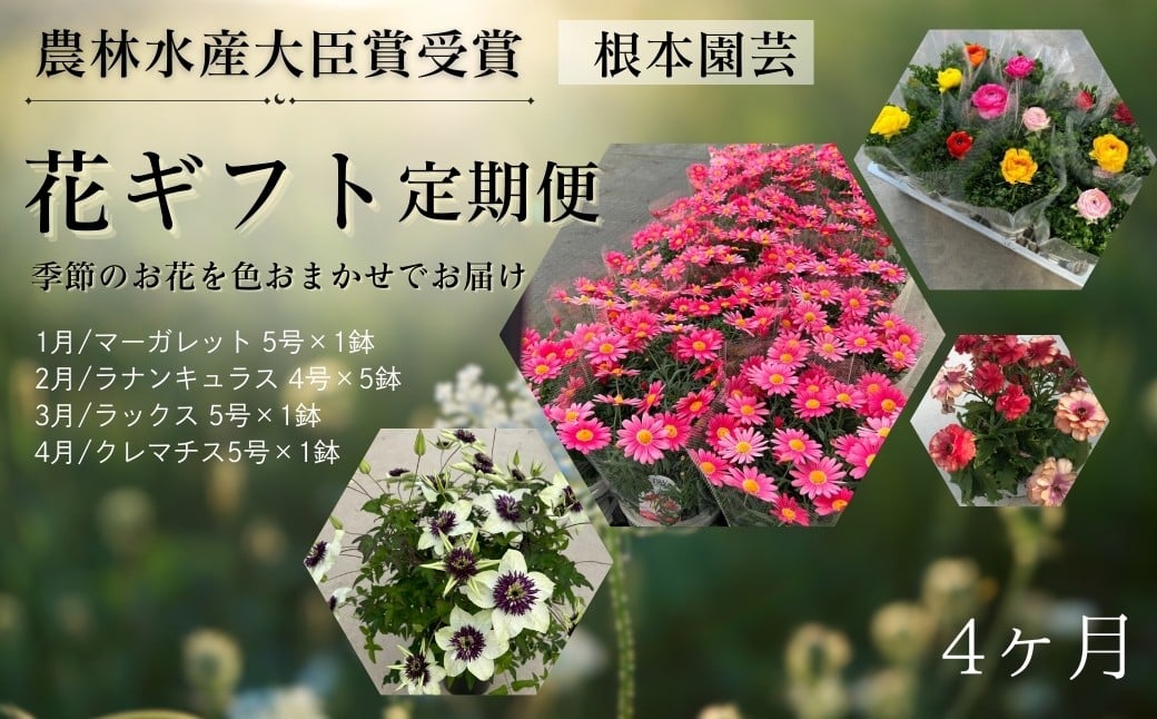 【先行予約】花ギフト定期便 4ヶ月(1〜4月) マーガレット クレマチス | 花 お花 ギフト フラワーギフト 根本園芸