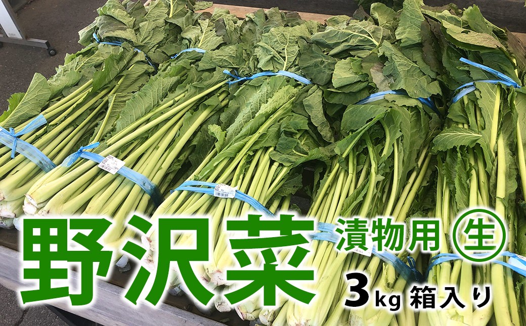 
            信州松本市産 漬物用「生の野沢菜」3kg｜ふるさと納税 長野県 松本市 野沢菜 野菜 漬物 信州 信州名物 野沢菜漬け のざわな
          